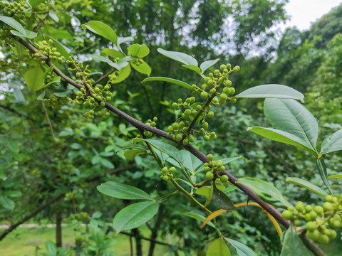 青花椒