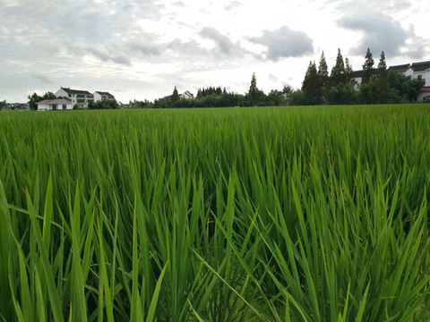 夏日稻田农家