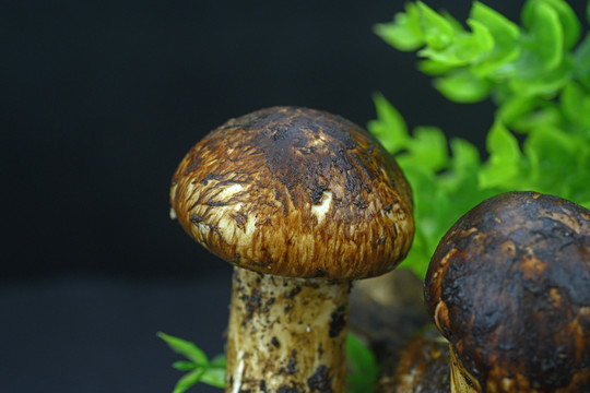 野生菌与野生蘑菇