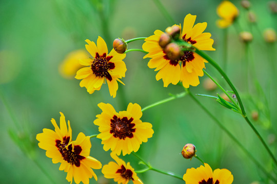 金鸡菊