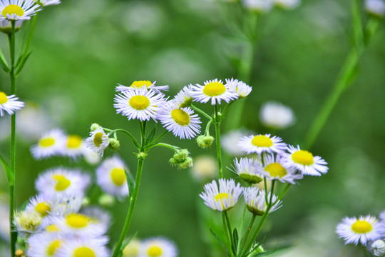 野菊花