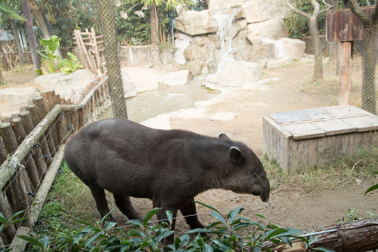上海野生动物园里的中渼貘