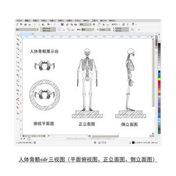 人体骨骼cdr平面图立面图