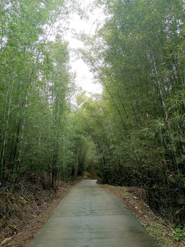 竹林道路