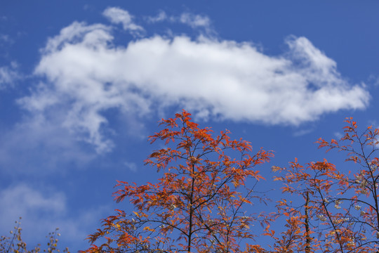 蓝天白云相思豆树