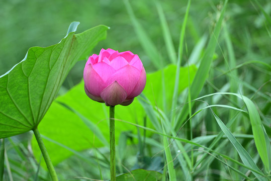 荷花