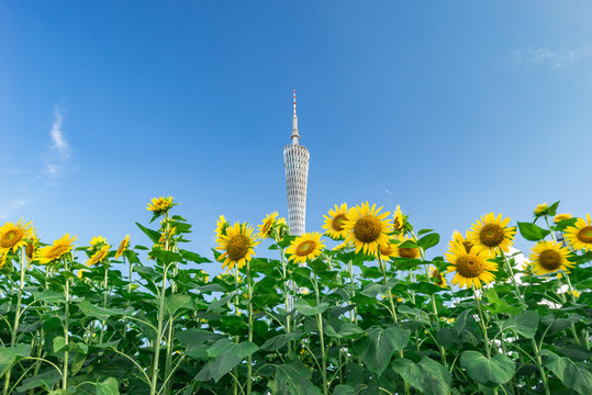 夏天向日葵与广州塔同框