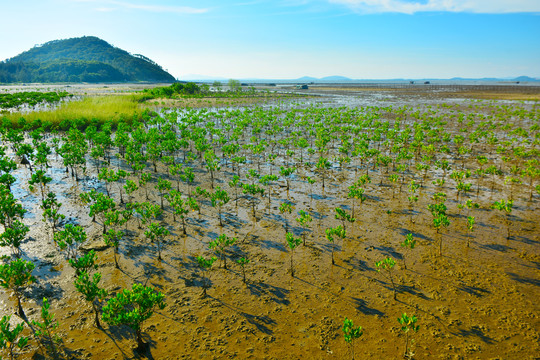 红树林湿地公园风景