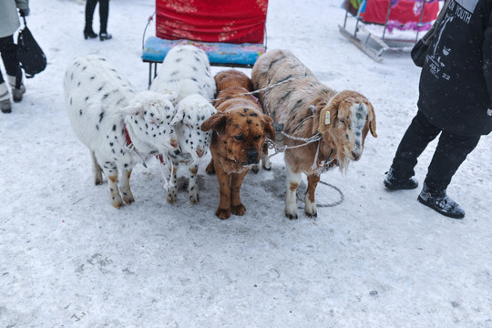 狗拉雪橇