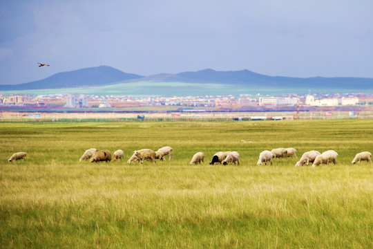 内蒙古呼伦贝尔满洲里羊群