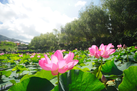 荷花池塘