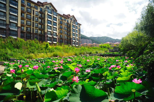 小区荷花池