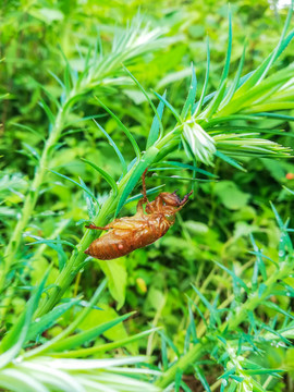 蝉1蝉壳1杉树