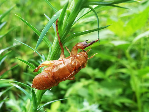 蝉1蝉壳1杉树