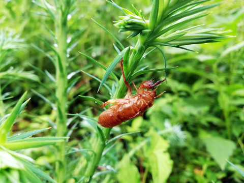 蝉1蝉壳1杉树