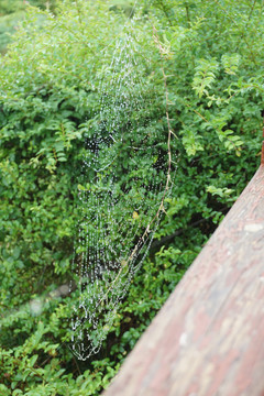 挂满水珠的蜘蛛网