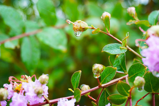 挂着雨珠的紫薇花