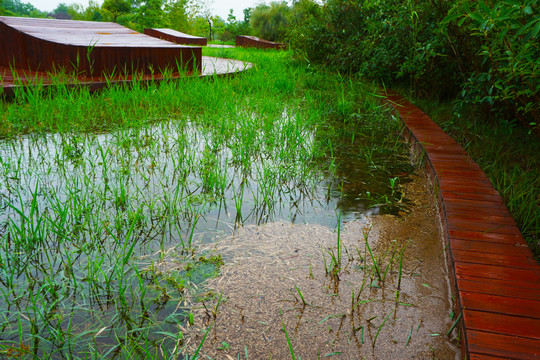 水渠水草