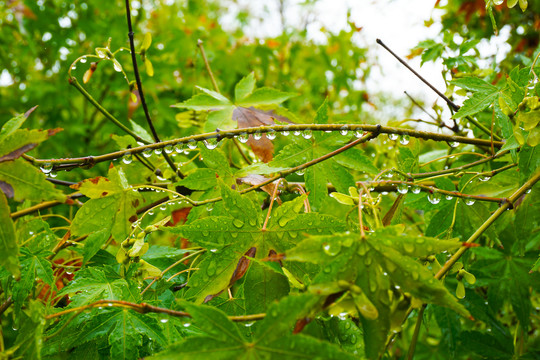 雨后的鸡爪槭枝叶