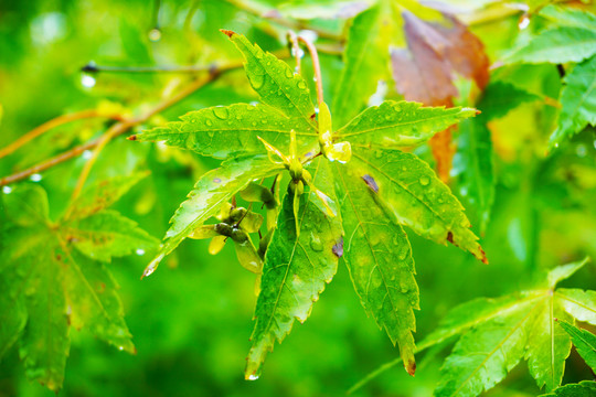 挂满雨滴的枫树枝