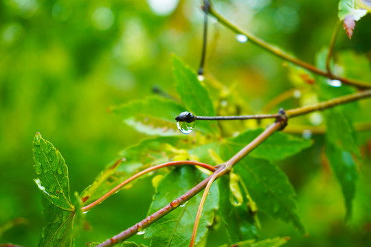 枝尖垂挂着小雨滴