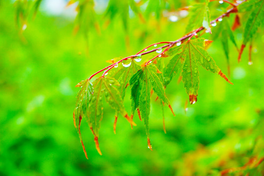 枝尖垂挂着小雨滴