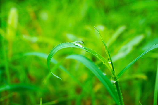 绿草叶上的水滴