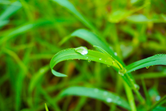 绿草叶上的水滴