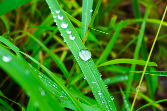绿草叶上的水滴