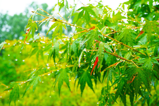 挂满雨滴的枫树枝