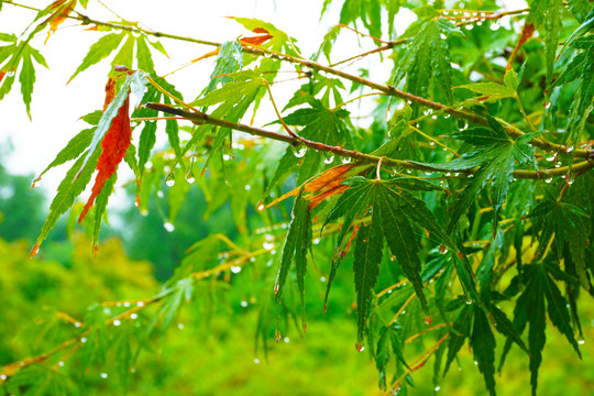 挂满雨滴的枫树枝