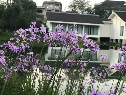 紫色花儿映衬下的仿古建筑风光