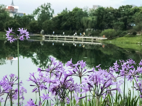 杜甫草堂浣花園林區小石橋倒影