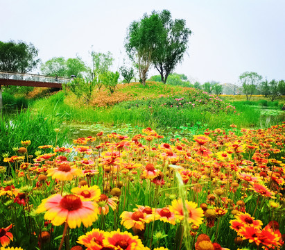 温榆河公园鲜花