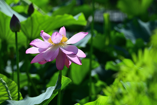 荷花