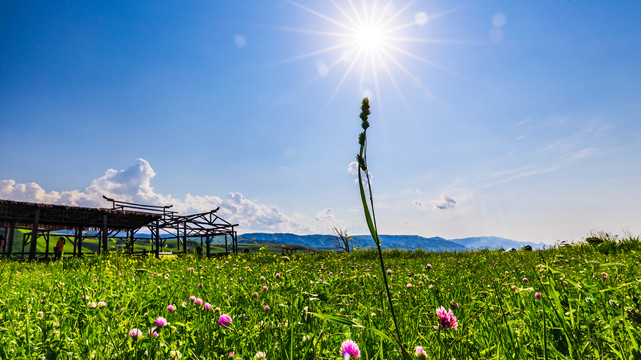 7月那拉提草原