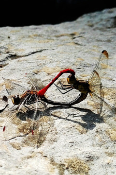 蜻蜓交尾心形
