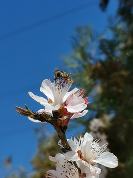 蜂花