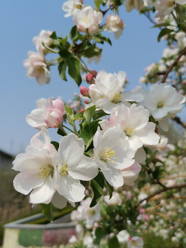 海棠花