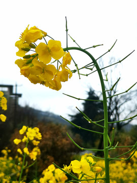 油菜花