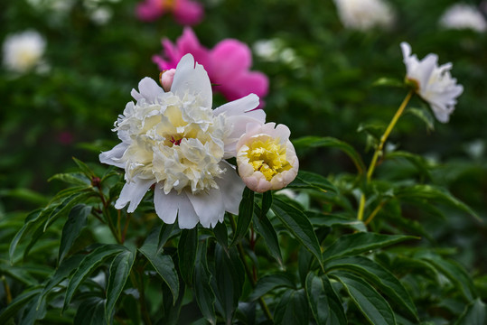 芍药花