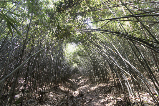 亚洲最大的原始木竹林