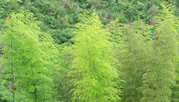 竹林山丘