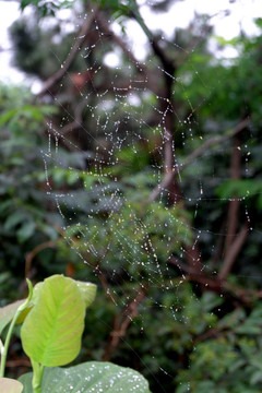 雨后蜘蛛网
