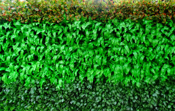 绿植绿叶围墙
