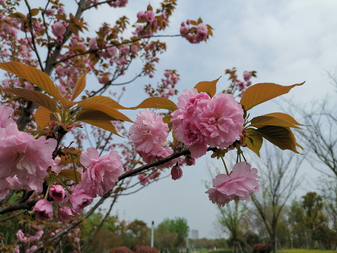 重瓣樱花日本晚樱