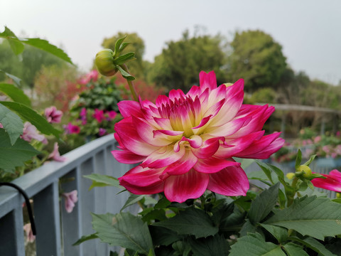 芍药形大丽菊花