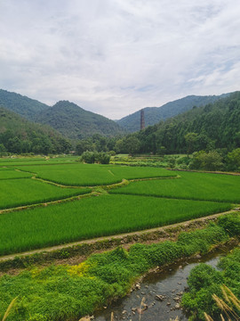 田野