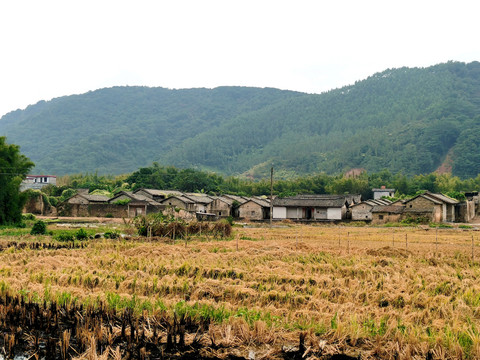 乡村田地