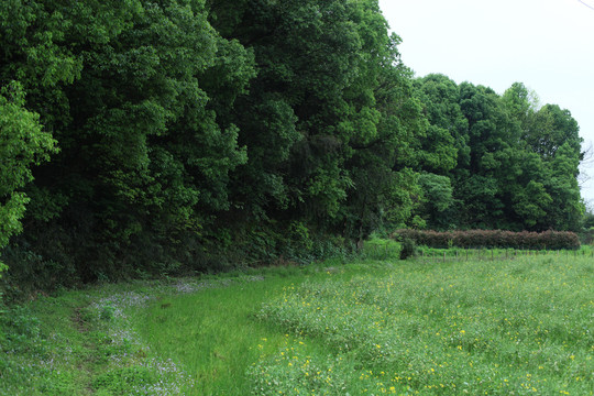 田间小路